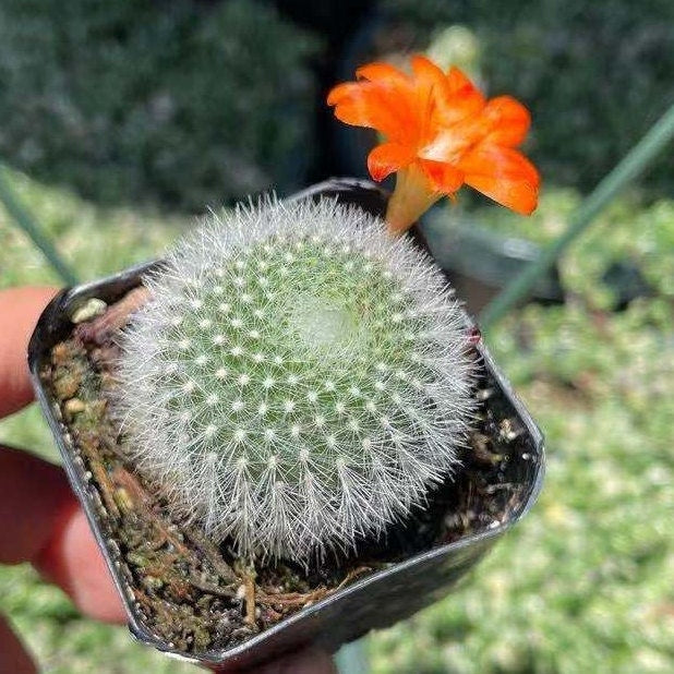 2"pot Live  Cactus plant Rebutia Muscula