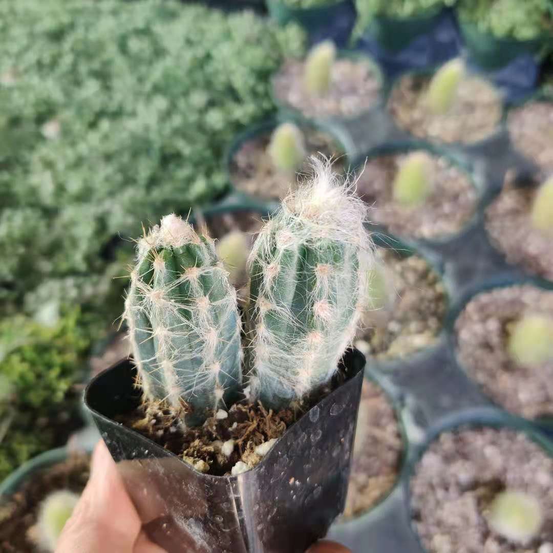 2"pot Blue hair Pilosocereus cactus