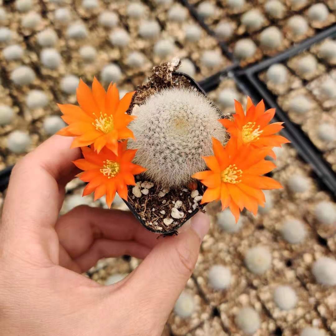 2"pot Live  Cactus plant Rebutia Muscula