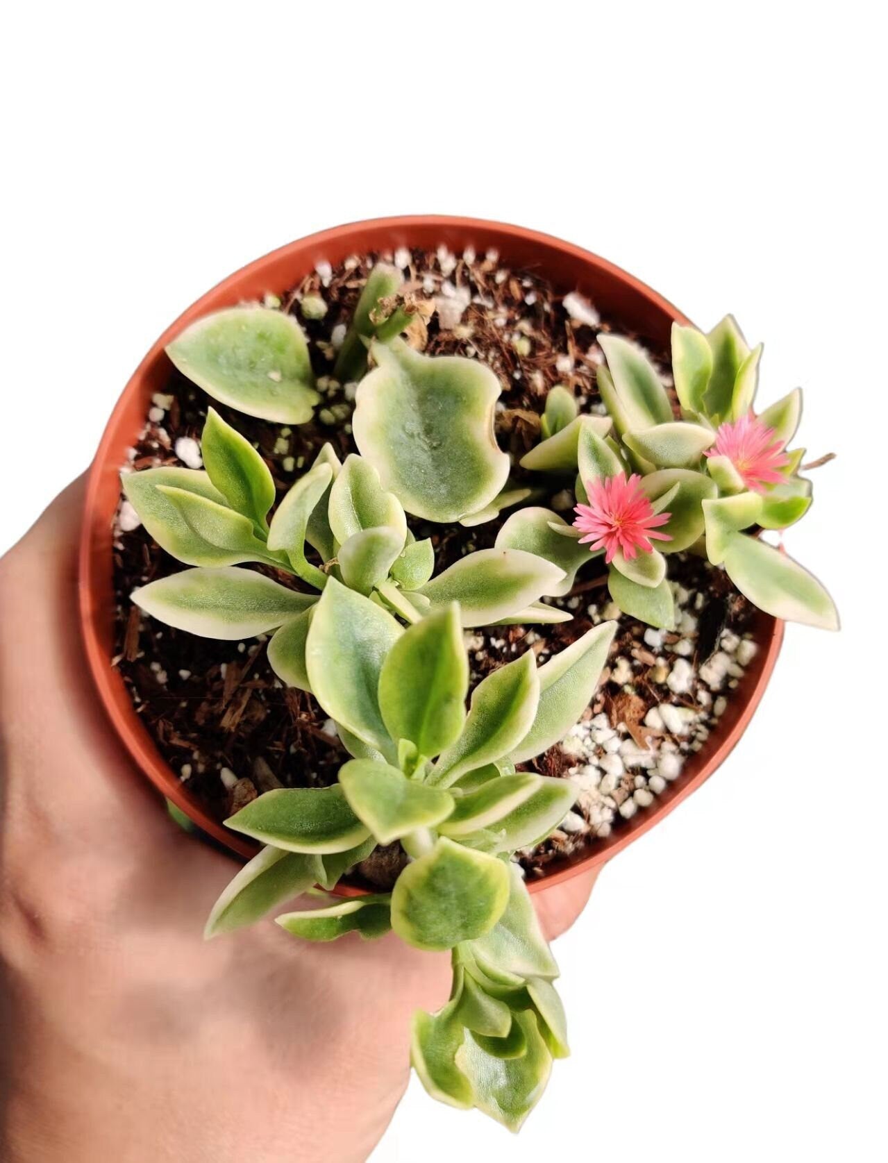 2"pot 4“pot Succulent Plants aptenia cordifolia variegata