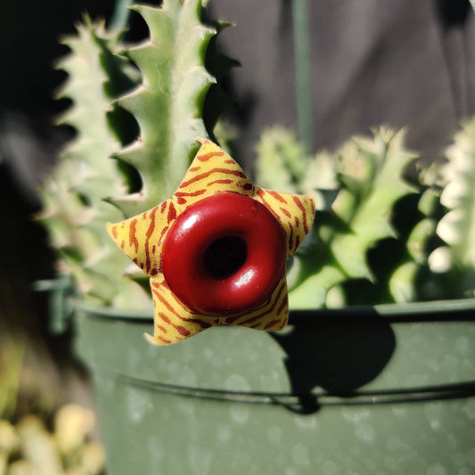 2" pot 2.5"pot Huernia Zebrina | life saver plants
