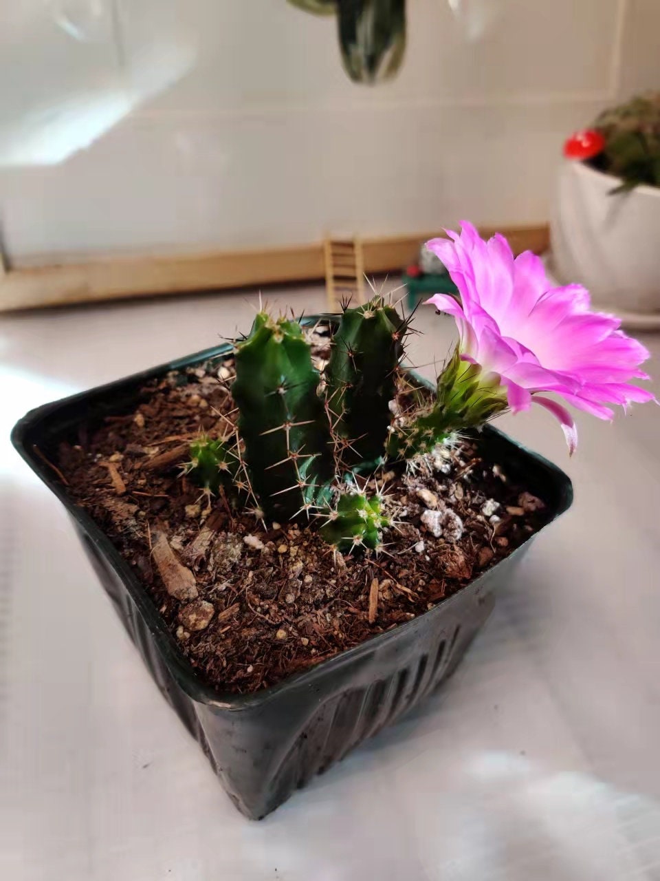 2"pot 4"pot Live cactus Echinocereus Pentalophus