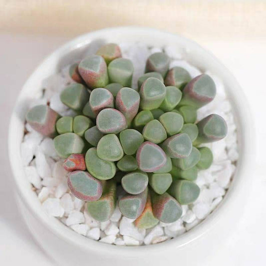 2" pot 4”pot Succulent Plants Fenestraria baby toes